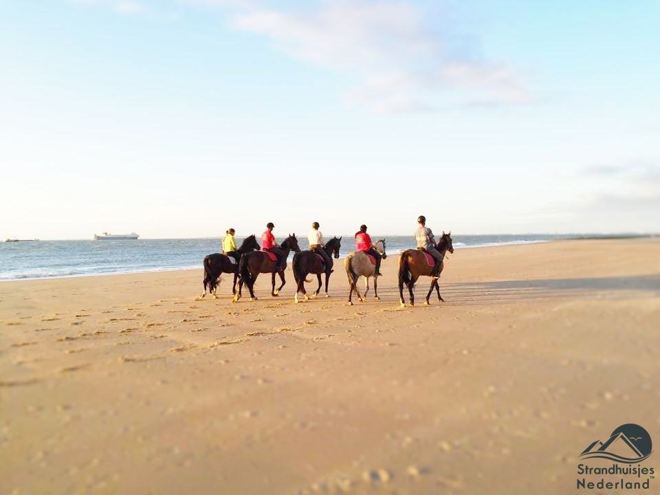 paarden-strand-Nieuwvliet
