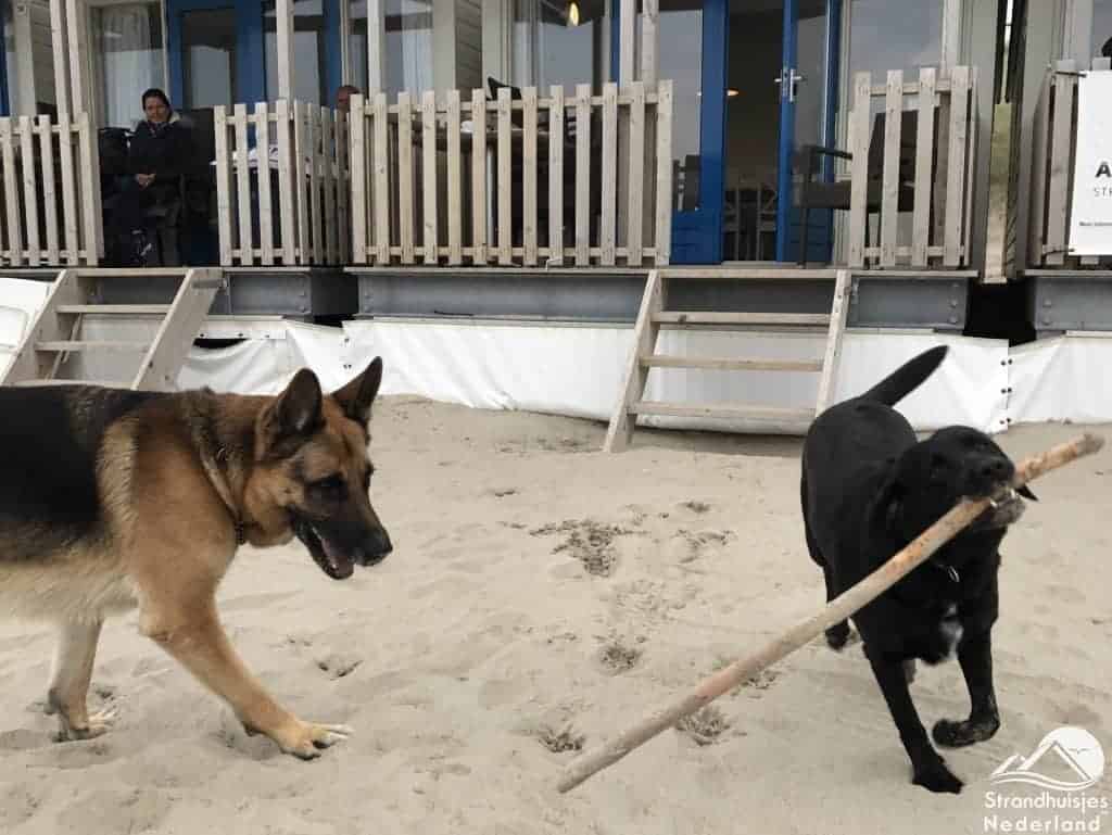Honden bij strandhuisje Wijk aan Zee