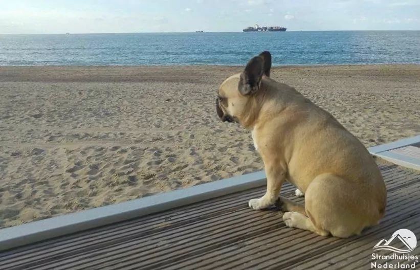 Hond strandterras Cadzand